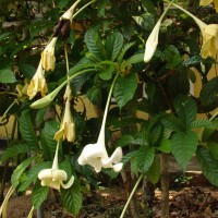 Euclinia longiflora Salisb.